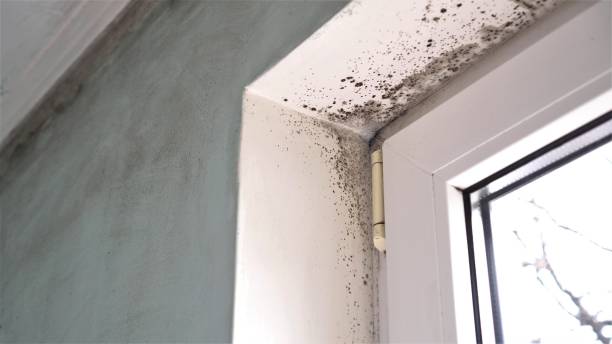 Best Residential Mold Removal  in Oxford, KS