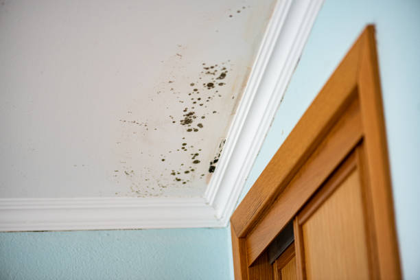 Best Mold Testing  in Oxford, KS