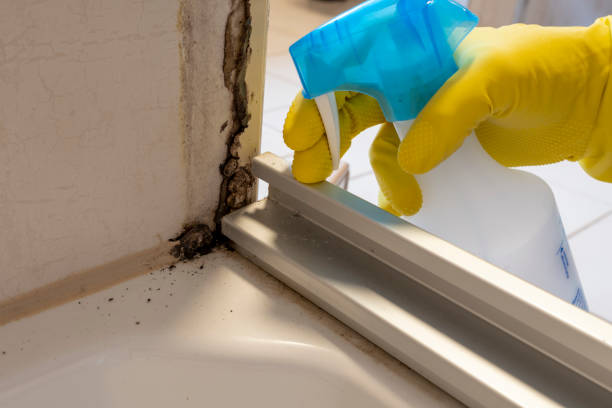 Best Mold Cleaning Services  in Oxford, KS
