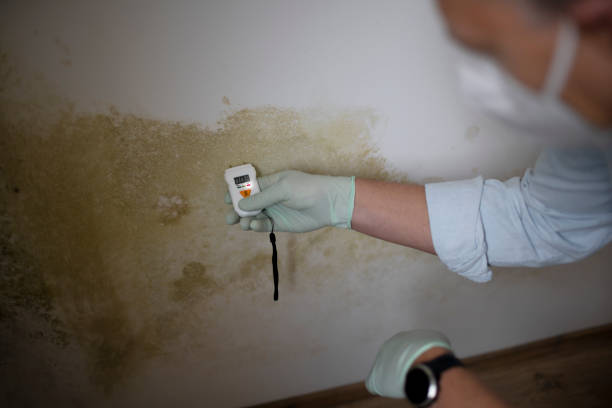 Oxford, KS Mold Removal Company