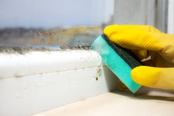 Best Emergency Mold Removal  in Oxford, KS