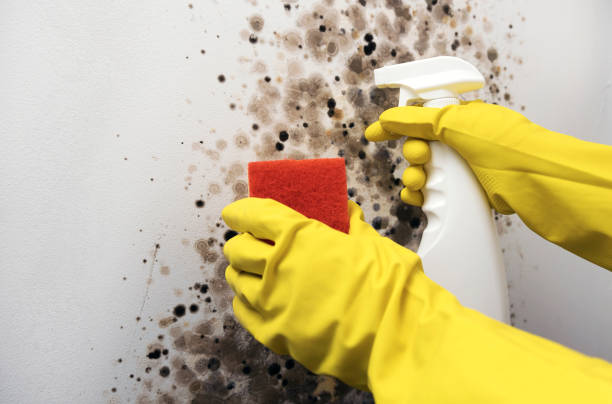 Best Mold Damage Repair  in Oxford, KS