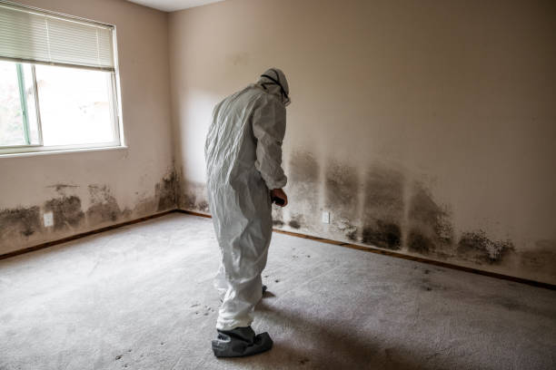 Best Toxic Mold Removal  in Oxford, KS