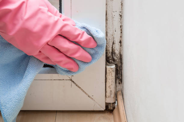 Best Affordable Mold Removal  in Oxford, KS